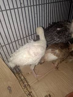 Turkey Chicks for sale