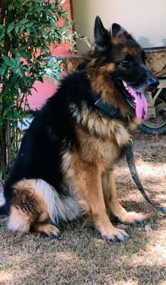 German shepherd black and tin double coated . fully trained andhealthy