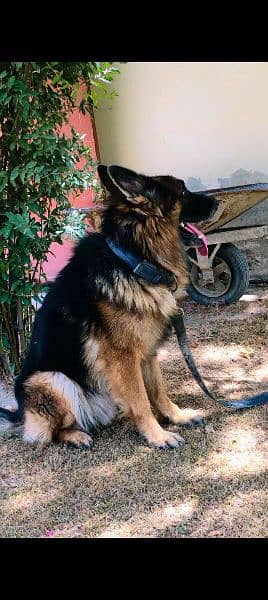 German shepherd black and tin double coated . fully trained andhealthy 1