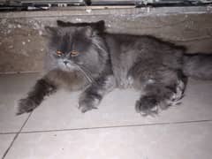 Grey Persion Male cat