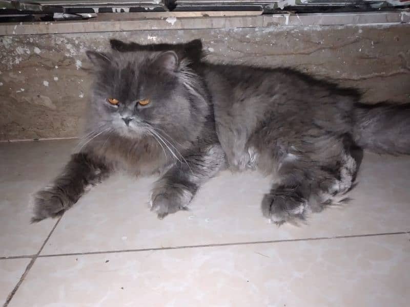 Grey Persion Male cat 0