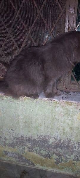 Grey Persion Male cat 1