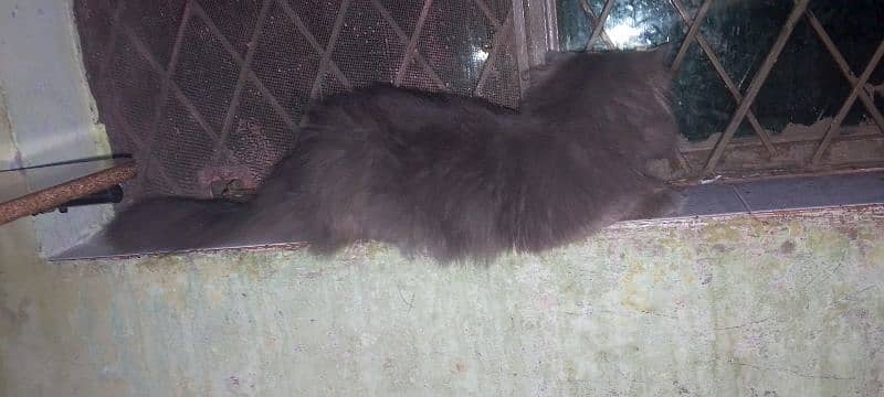 Grey Persion Male cat 2