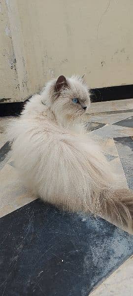 Himalayan cat 1
