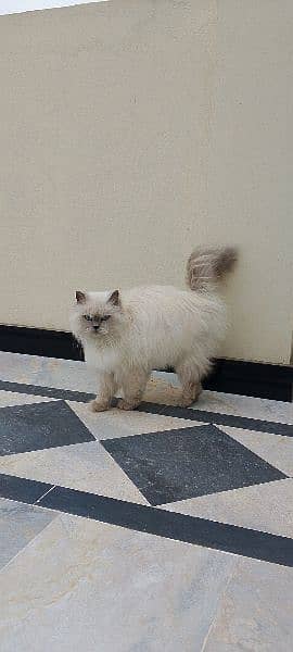 Himalayan cat 3