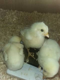 Aseel chicks urgent for sale