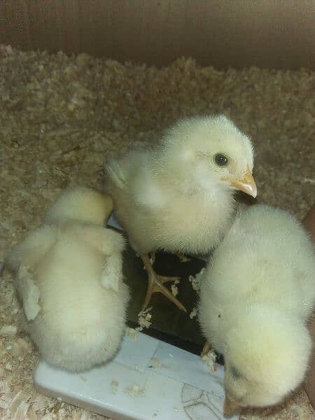 Aseel chicks urgent for sale 0
