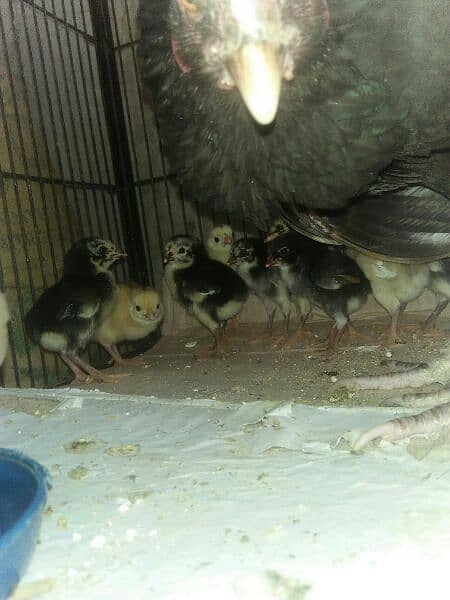 Aseel chicks urgent for sale 1