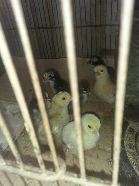 Aseel chicks urgent for sale 2