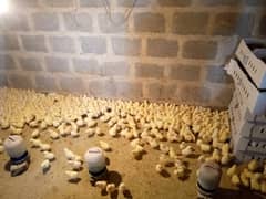 Chicks / Hen Chicks / Chozae / for sale