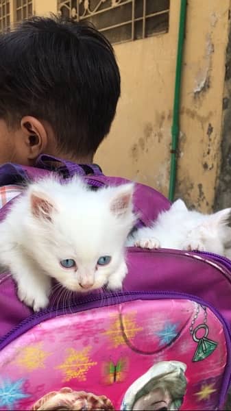 Aoa Me sialkot may cats and kittens sale purchase krta Hoon shukriya 1