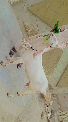 Rajanpori Gulabi 4 month Gabban Bakri for sale 03162918168