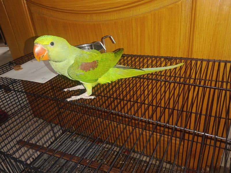 raw tame male parrot for sale 0