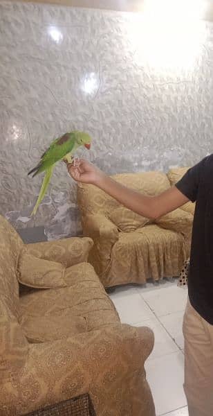 raw tame male parrot for sale 1