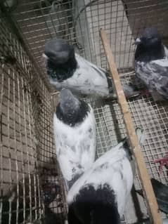 breedar pigeon golden