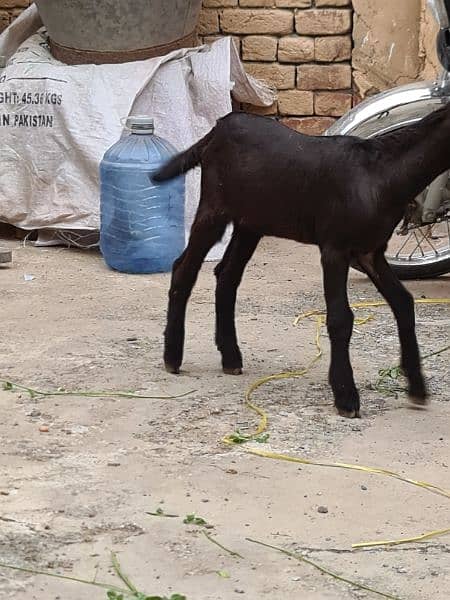 2 female goats for sale very betifull and outclass quality bread 3