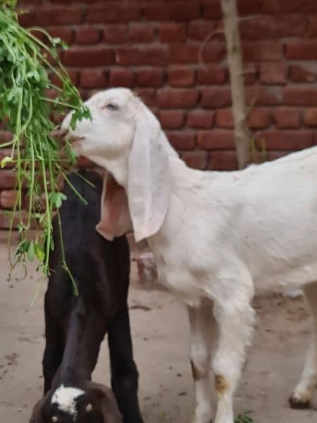 2 female goats for sale very betifull and outclass quality bread 13
