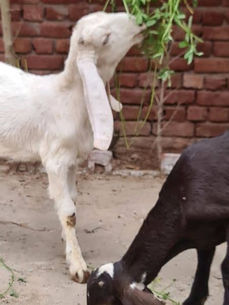 2 female goats for sale very betifull and outclass quality bread 14