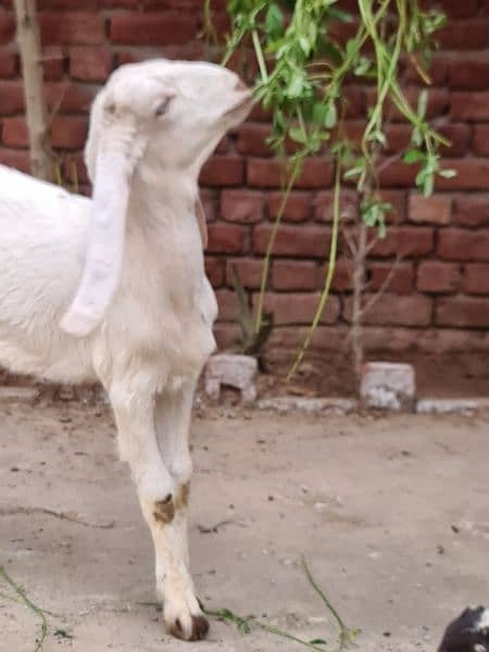 2 female goats for sale very betifull and outclass quality bread 15