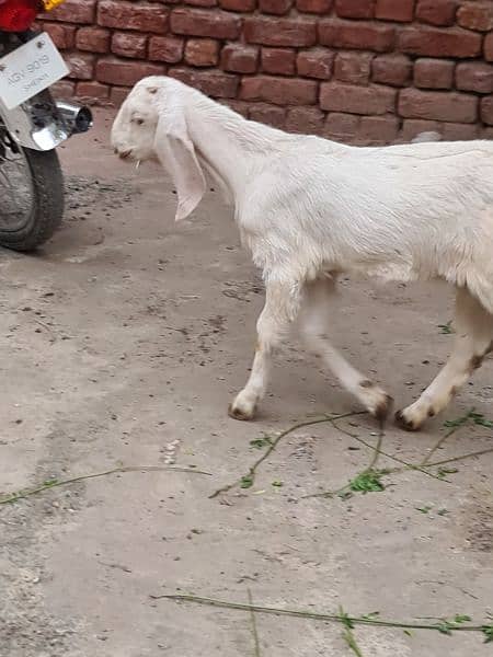 2 female goats for sale very betifull and outclass quality bread 16