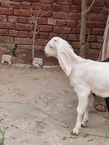 2 female goats for sale very betifull and outclass quality bread 17
