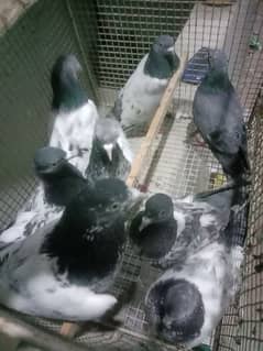 pigeon breedar golden