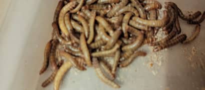 mealworms 100 for 1500 {1 for 15)