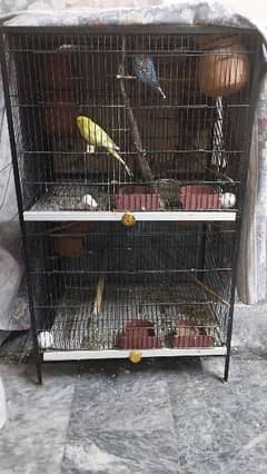 budgie and cage ( parrot and hen)