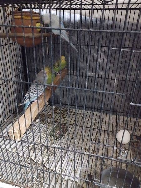 budgie and cage ( parrot and hen) 2