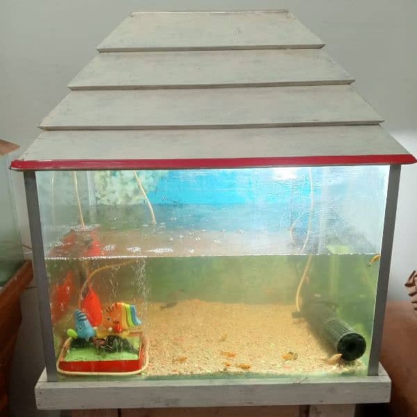 Used fish aquarium with Molly fishes and air pump 1