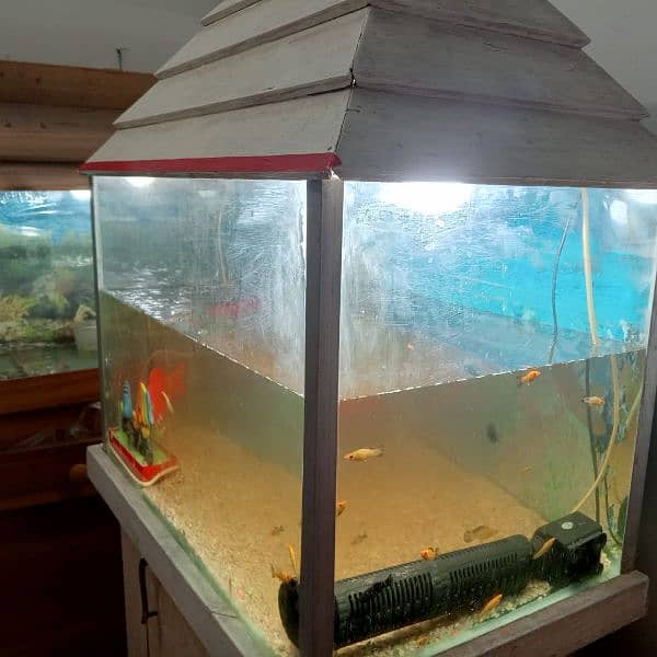 Used fish aquarium with Molly fishes and air pump 3