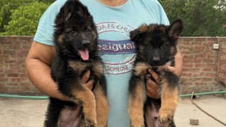 Show Quality top of the line long hair German shepherd puppy pirce FNF