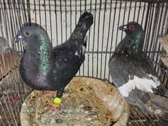 Pigeons For Sell