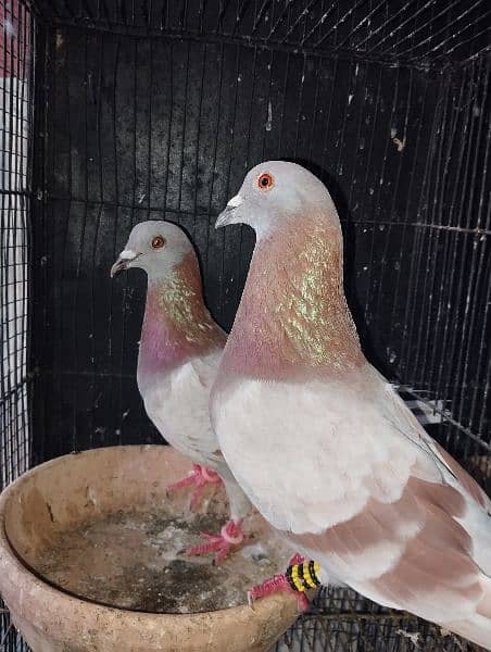 Pigeons Eggs Laying Pairs For Sell 1