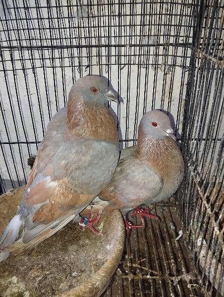 Pigeons Eggs Laying Pairs For Sell 2