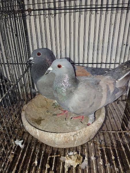 Pigeons Eggs Laying Pairs For Sell 3