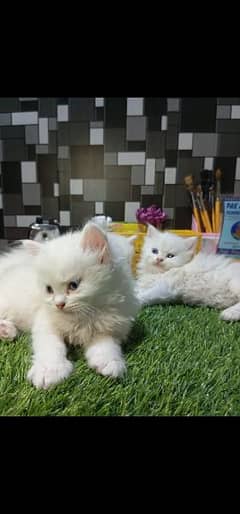 2 Male persian kittens