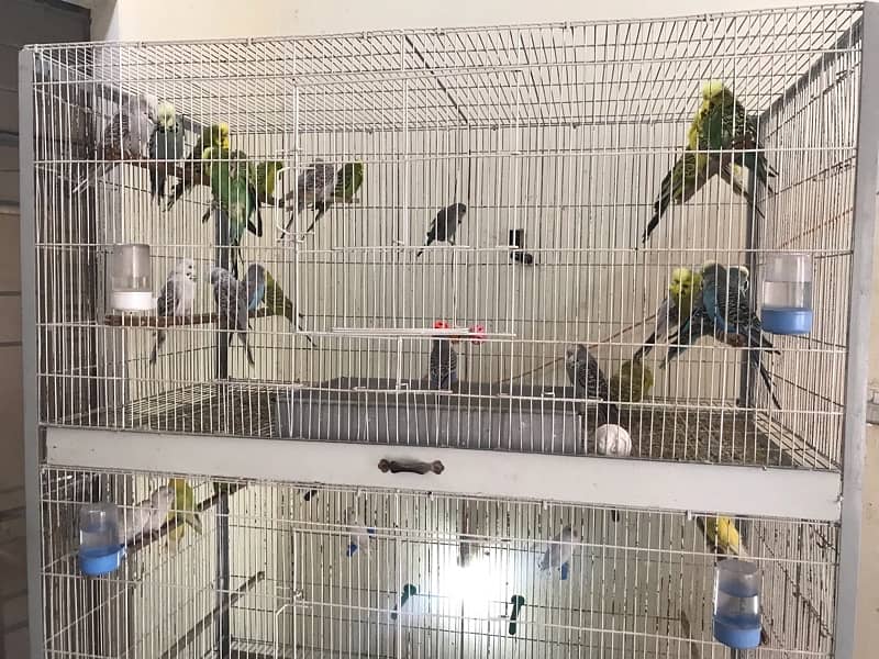 Quality Birds Cages for sale 1