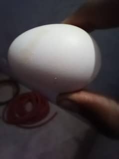 white aseel heera eggs for sale at reasonable price