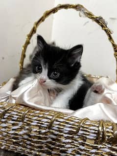 Black and White persian kitten