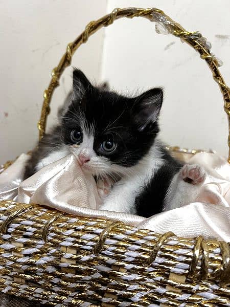Black and White persian kitten 0