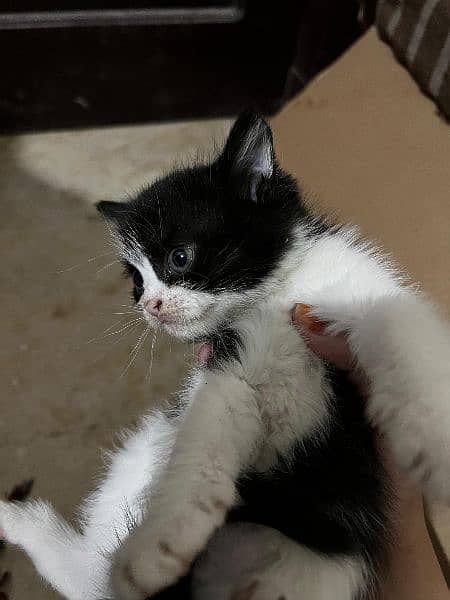 Black and White persian kitten 1