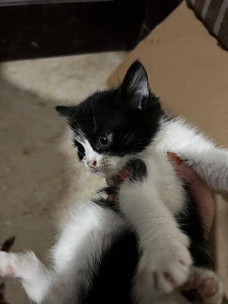 Black and White persian kitten 2
