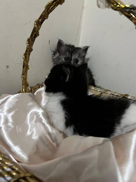 Black and White persian kitten 3