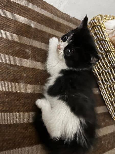 Black and White persian kitten 5