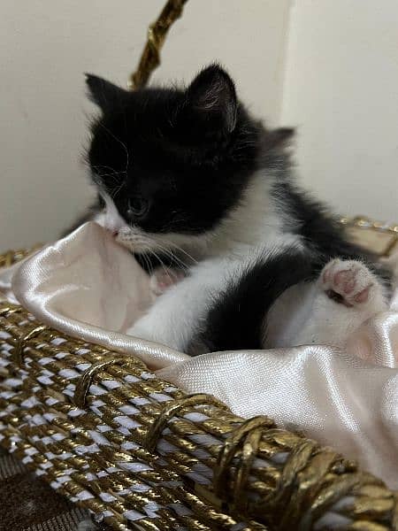 Black and White persian kitten 6