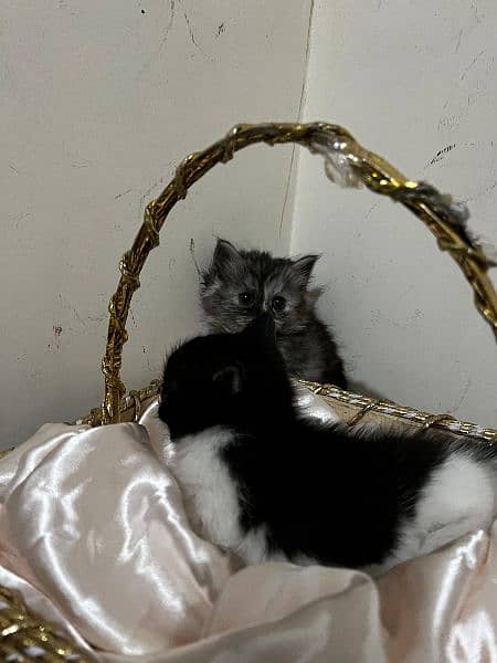 Black and White persian kitten 7