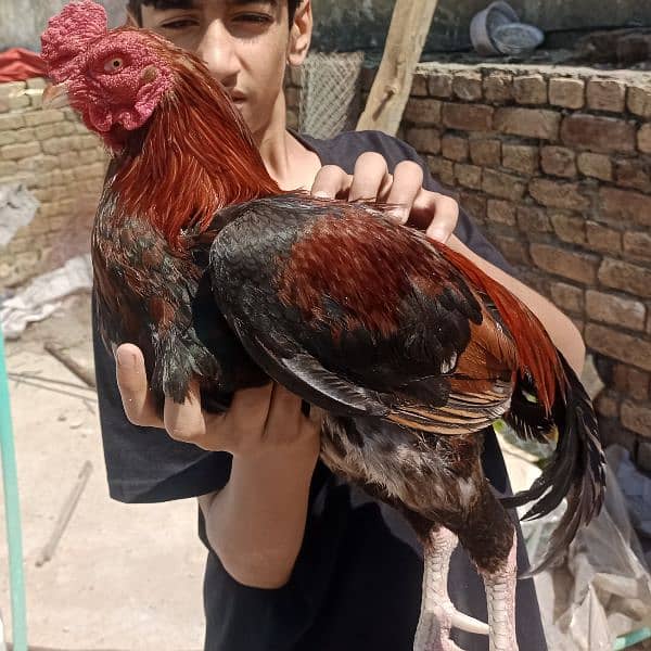 pure Sindhi aseel for sale 0