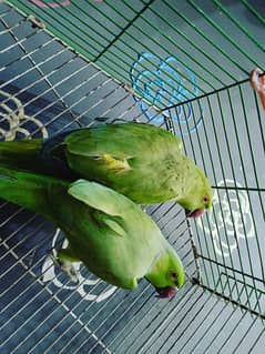 RingNeck PARROT (Pair)  with cage and nest type room