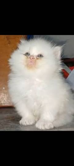 persian kitten   punch face for sale